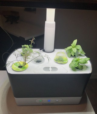 Aerogarden Harvest Review 2020: Easy setup, and real grow results