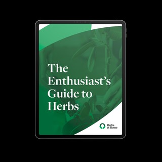 The enthusiast’s guide to herbs